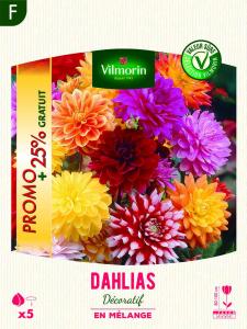 Dahlia décoratif en Mélange (x5)
